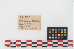 Etiketten zu Bronzesitulae (NHMW-PRAE-024525)